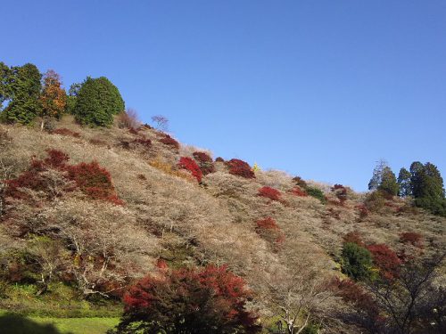 川見四季桜の里