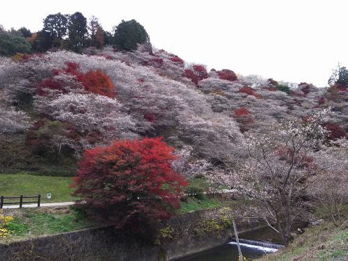 川見四季桜の里