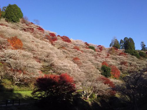 川見四季桜の里