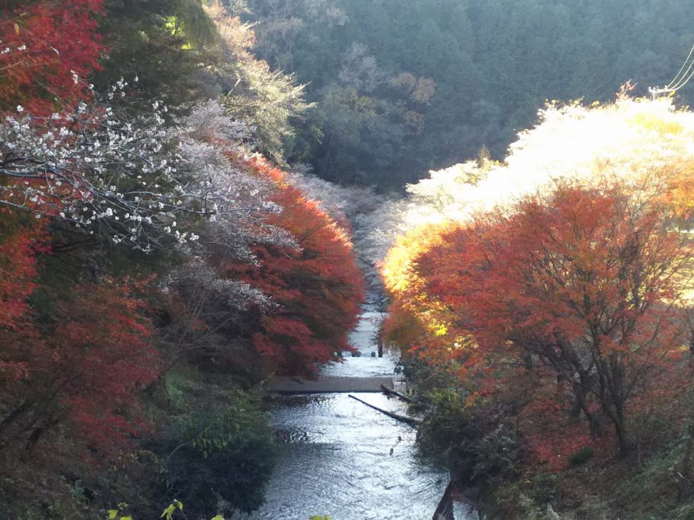 川見四季桜の里