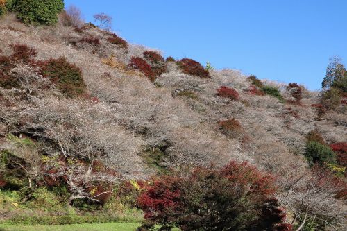 川見四季桜の里