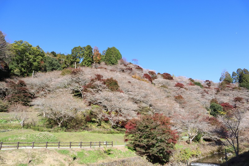 川見四季桜の里