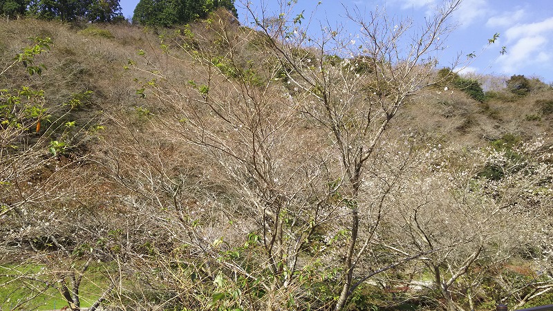 川見四季桜の里