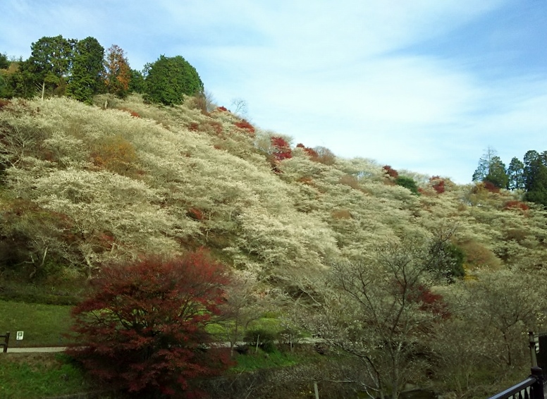 川見四季桜の里