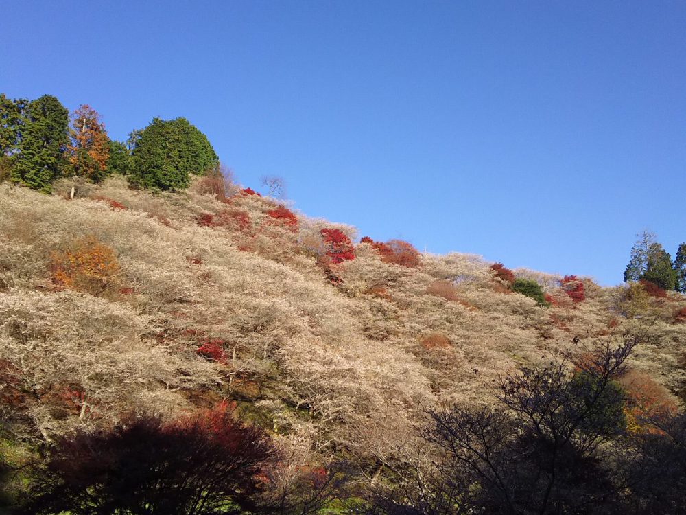 川見四季桜の里