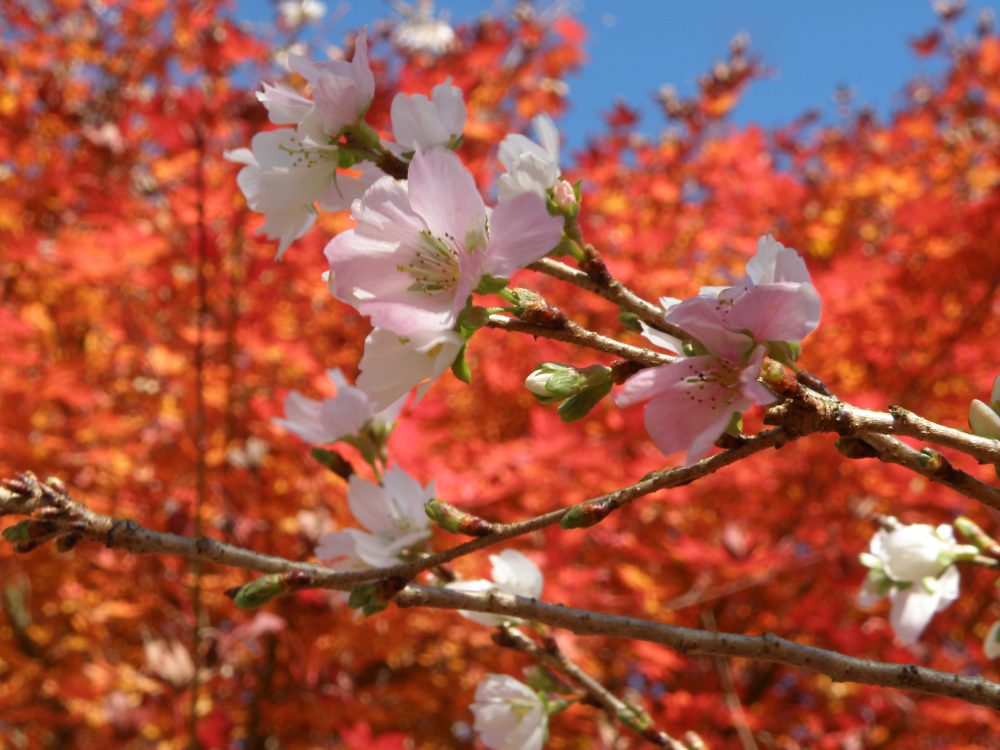 四季桜まつりふれあい公園出店者募集