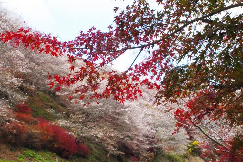 「小原四季桜まつり」は中止となりました。