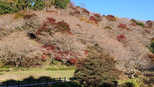 川見四季桜の里