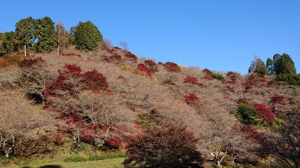 川見四季桜の里