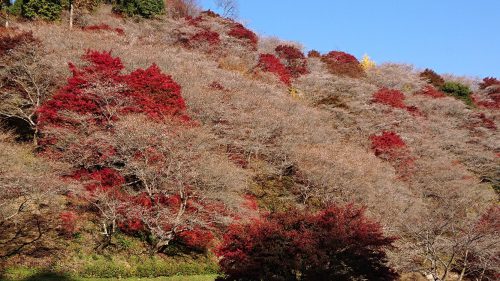 川見四季桜の里