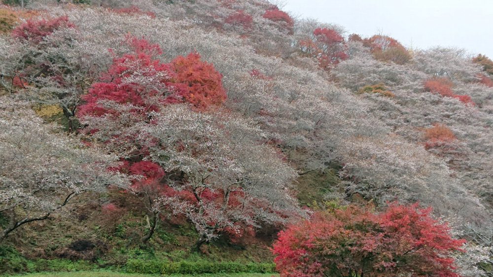 川見四季桜の里