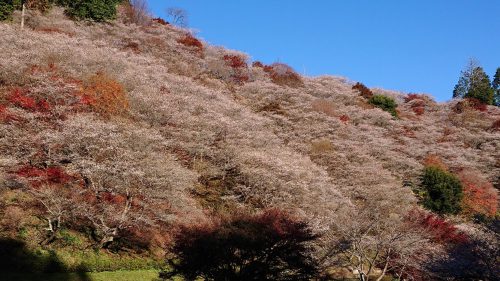 川見四季桜の里