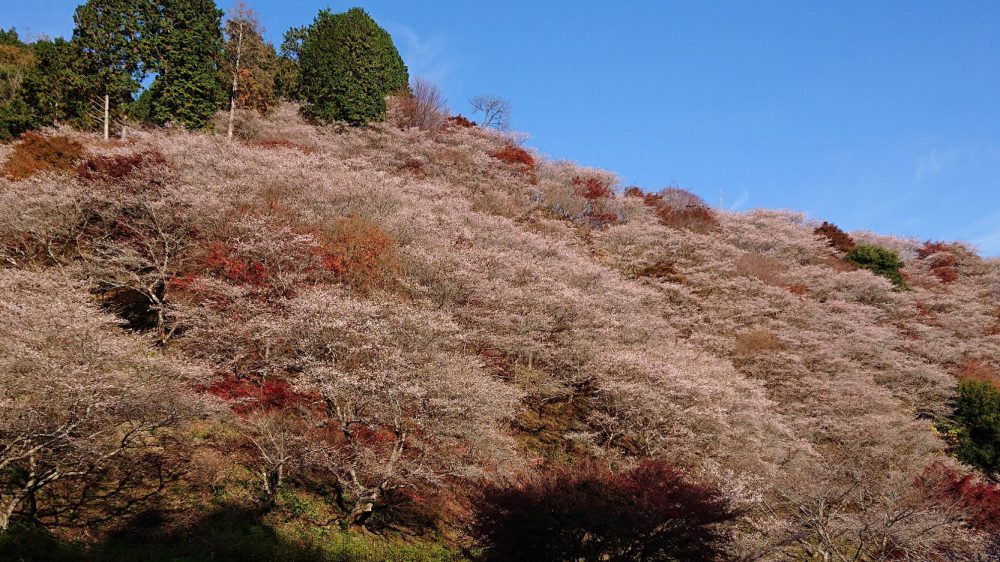 川見四季桜の里