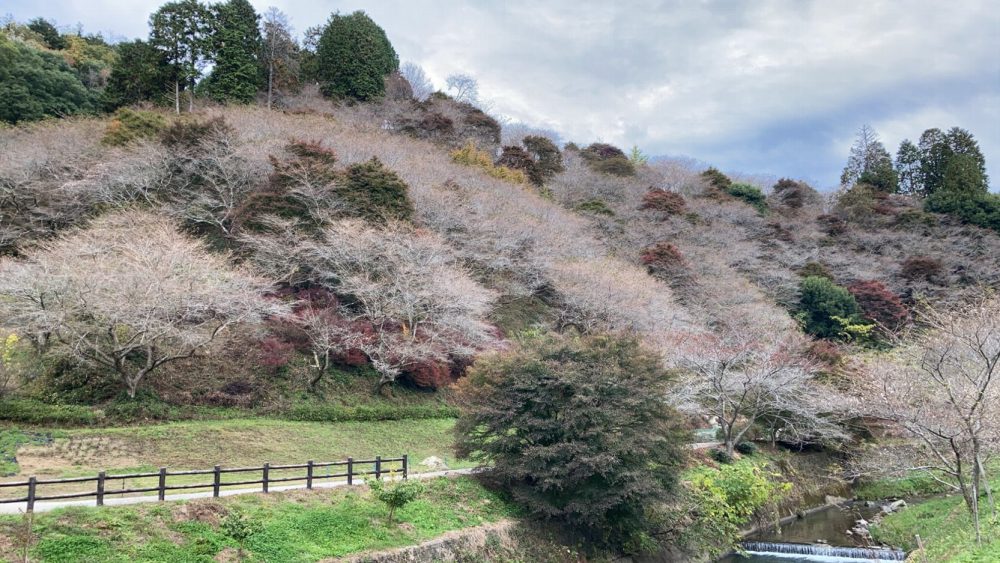 川見四季桜の里