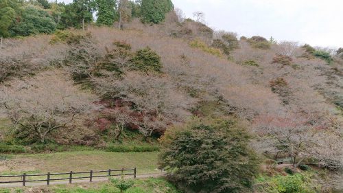 川見四季桜の里