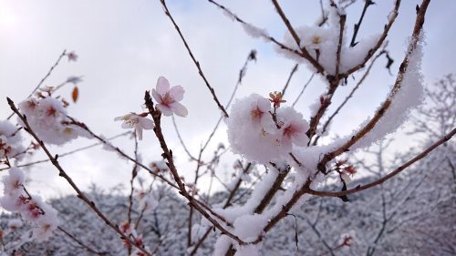 今年1年の感謝と年末年始の休業案内につて