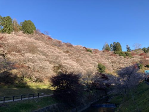 川見四季桜の里