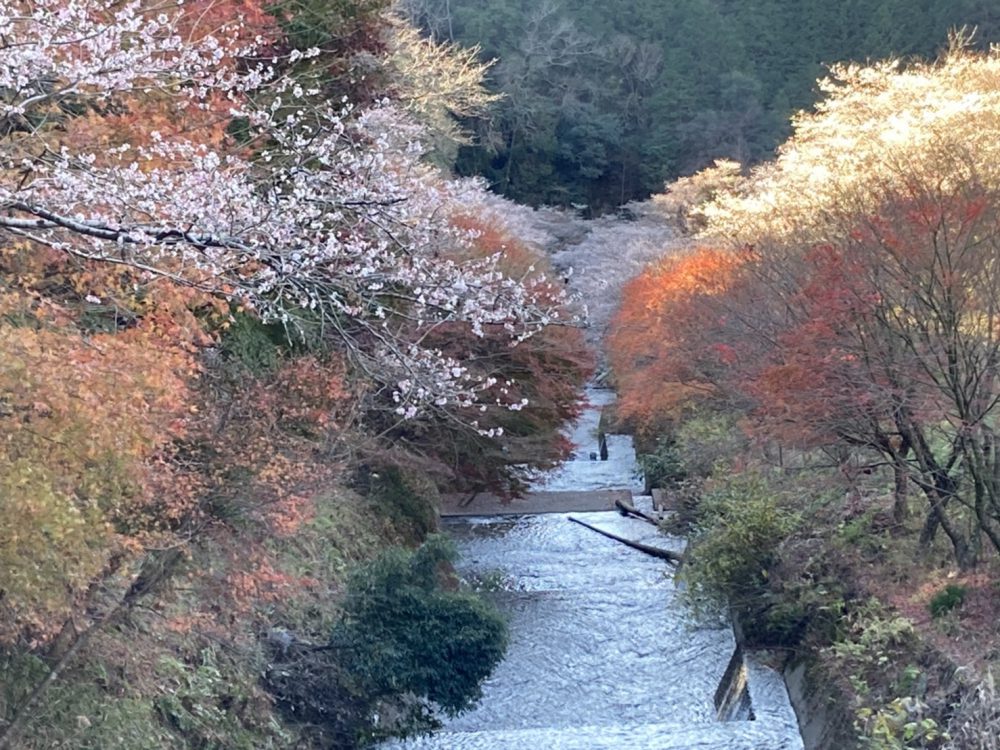 柿ヶ入り遊歩道