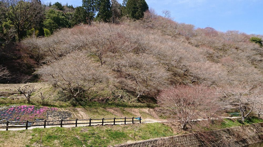 春の四季桜