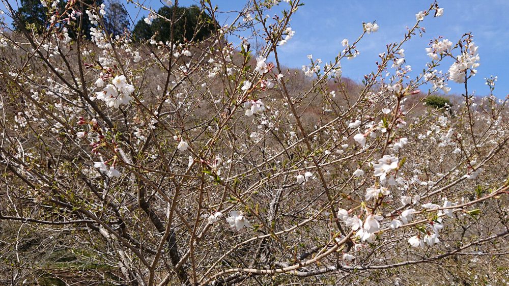 春の四季桜