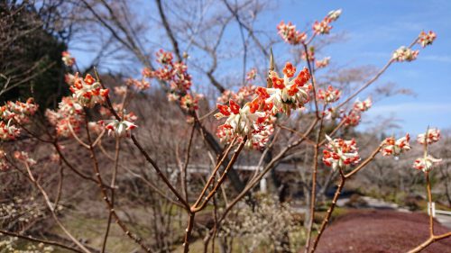豊田小原和紙工芸作家春の工房めぐり 四季桜と紅葉の共演美 小原観光協会 愛知県豊田市