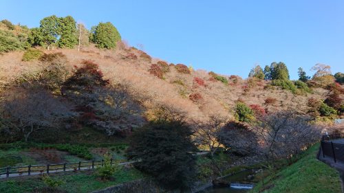 川見四季桜の里