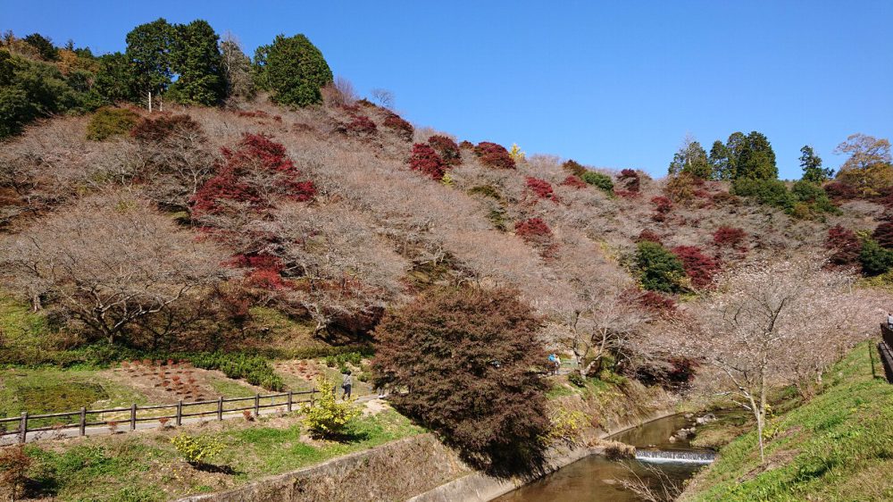 川見四季桜の里