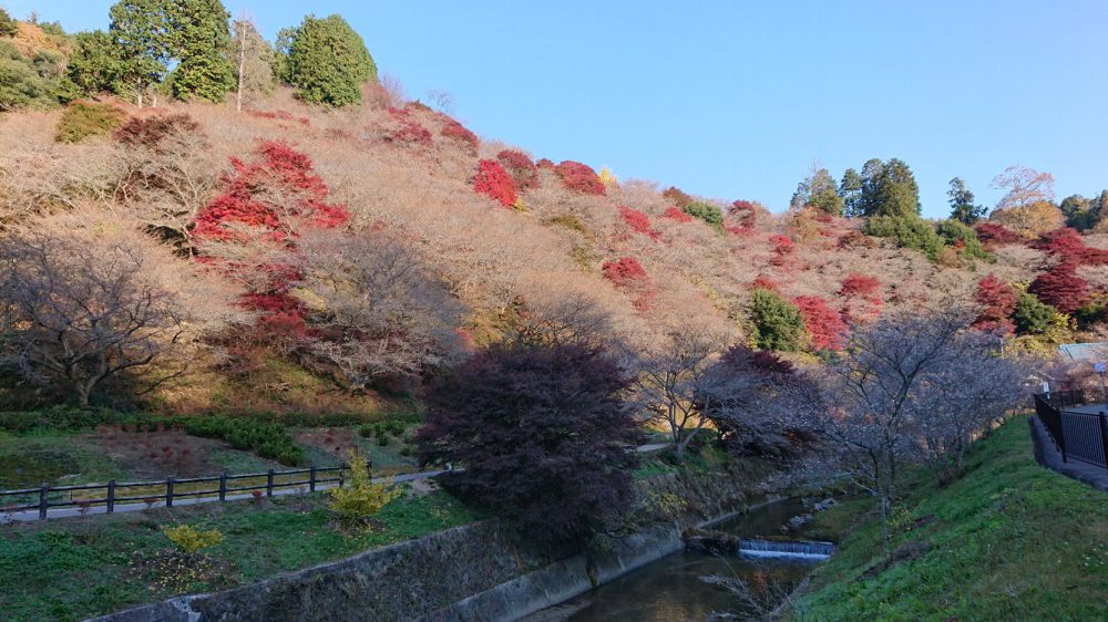 川見四季桜の里