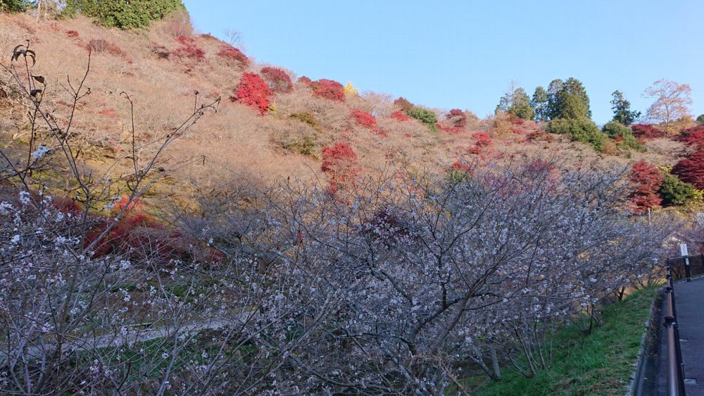 川見四季桜の里