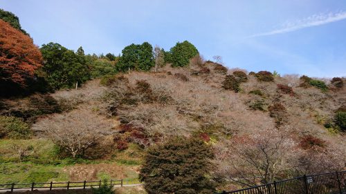 川見四季桜の里