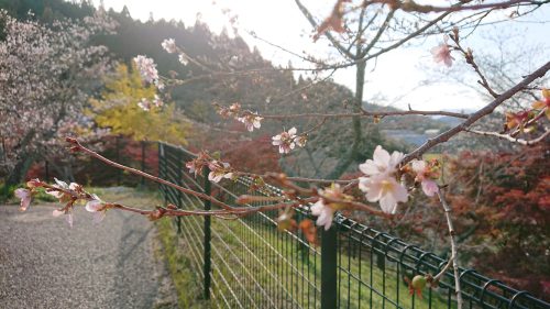 小原四季桜まつり・シャトルバス運行中止
