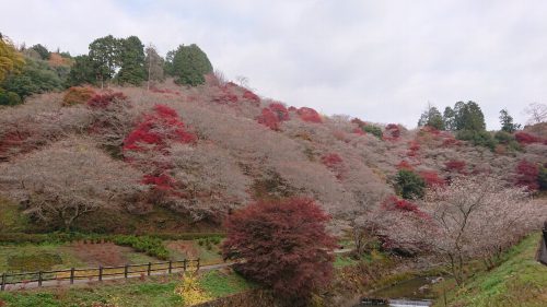 川見四季桜の里