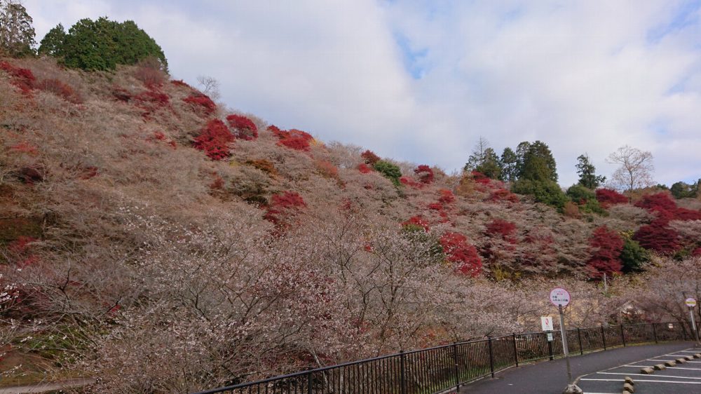 川見四季桜の里