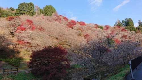 川見四季桜の里