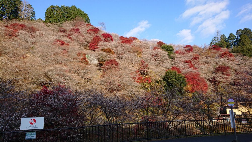 川見四季桜の里