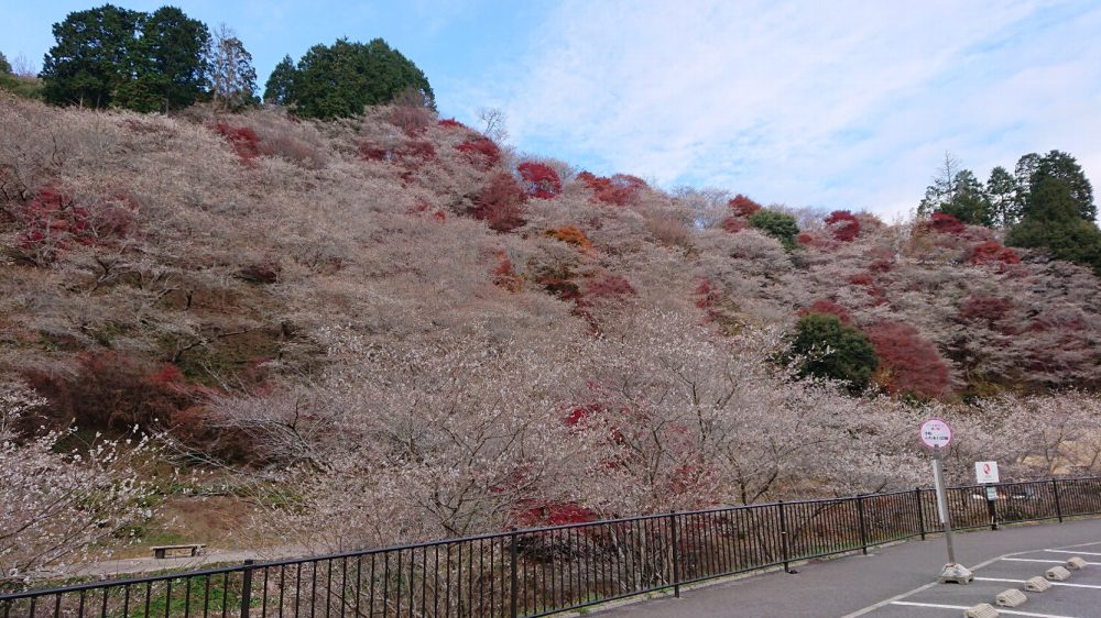 川見四季桜の里