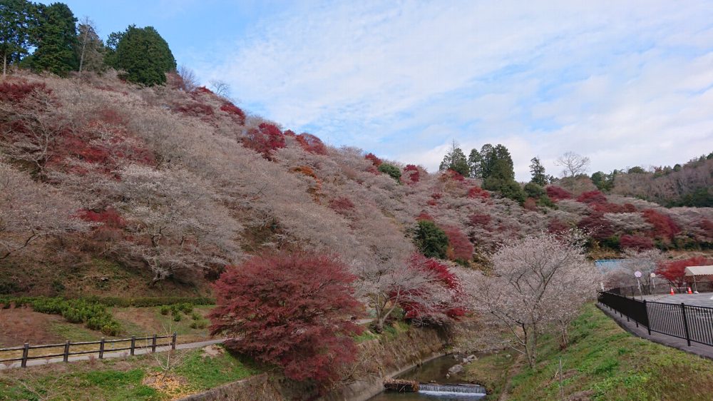 川見四季桜の里