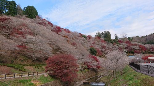 川見四季桜の里