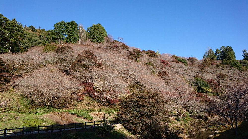 川見四季桜の里