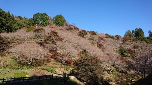 川見四季桜の里