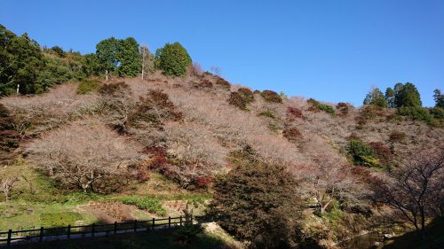 川見四季桜の里