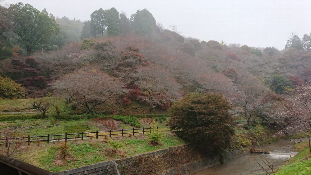 川見四季桜の里