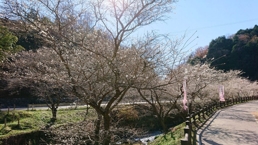 川見四季桜の里