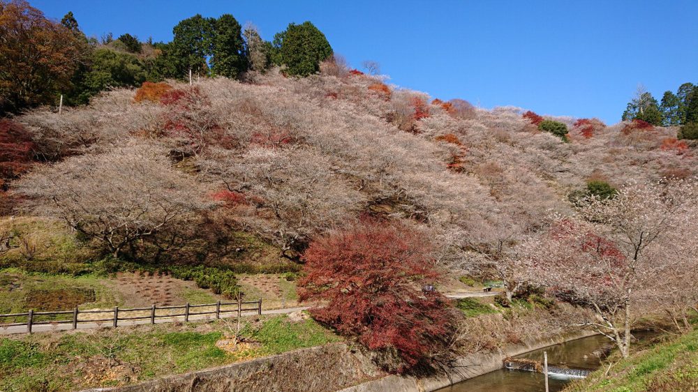 川見四季桜の里