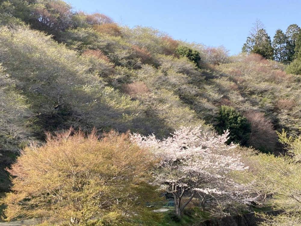 春の四季桜