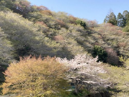 春の四季桜