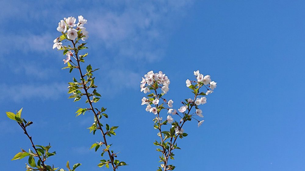 春の四季桜