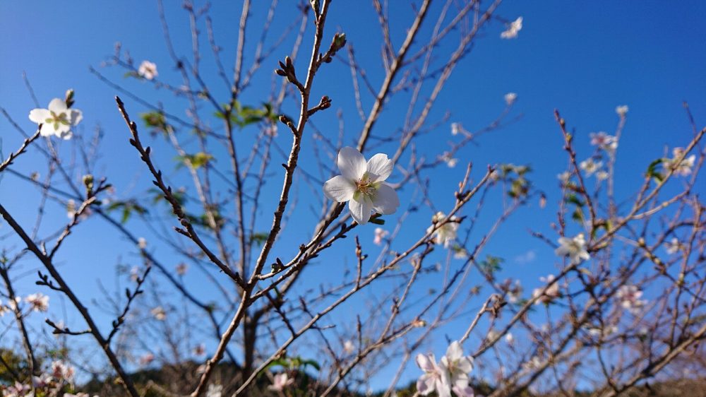 小原ふれあい公園