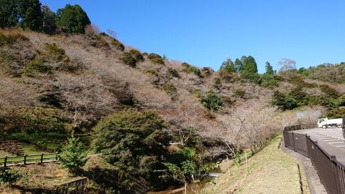 川見四季桜の里