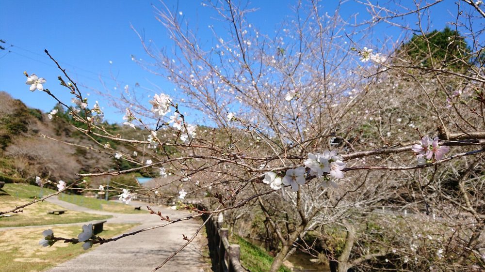 川見四季桜の里